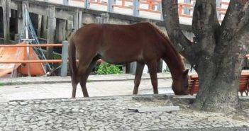 Animais Soltos nas Ruas e Logradouros Públicos Causam Transtornos e Prejuízos ao Município